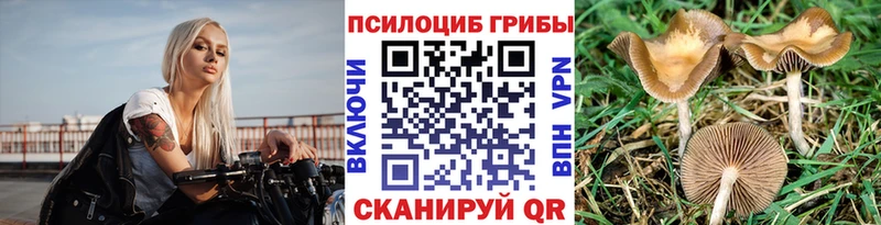 Псилоцибиновые грибы Psilocybe  Купить где  Белая Калитва 
